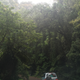 Rainforest, Border National Park.